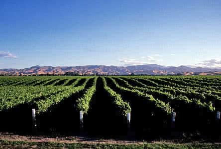 Marlborough-Vineyards