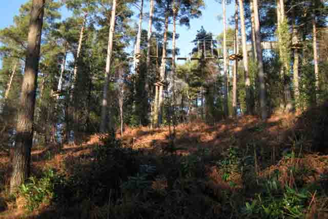 Image of the tree top platform high above the forest floor at Woodhill Forest