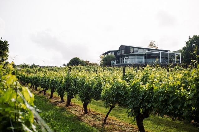 Babich Winery Auckland