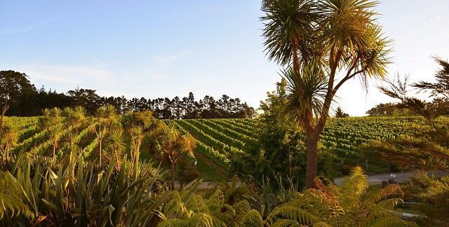 Coopers Creek Auckland