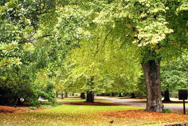 Image of the Botanic Gardens in Christchurch in Autumn with orange leaves on the trees and ground