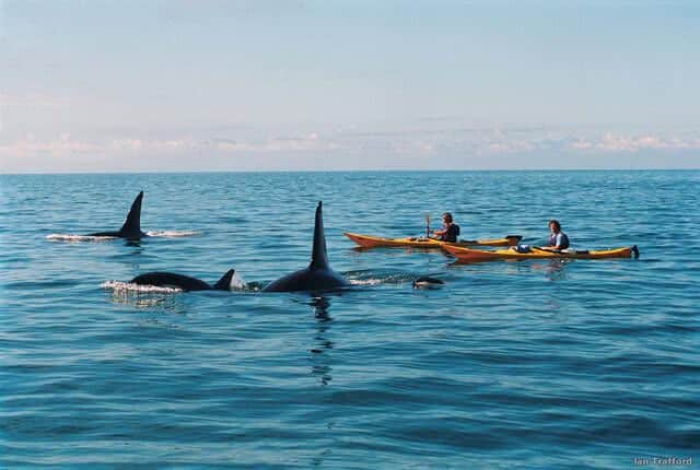 Swimming with Dolphins