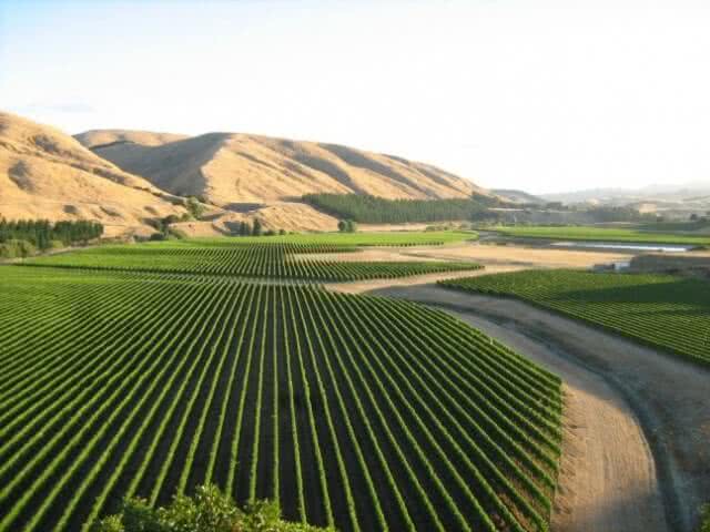 Image looking out across the vines at a Martinborough Vineyard