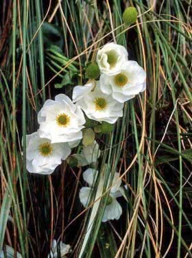 Mount Cook Lily - the world's largest buttercup