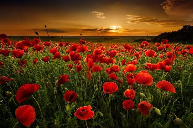 Anzac Day poppy field