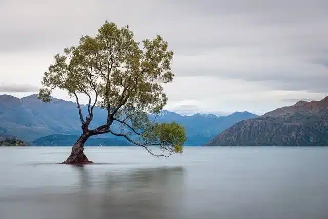 Image of the iconic tree in Lake Wanaka