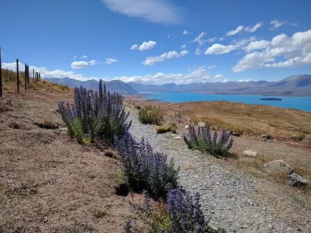 Mt John View