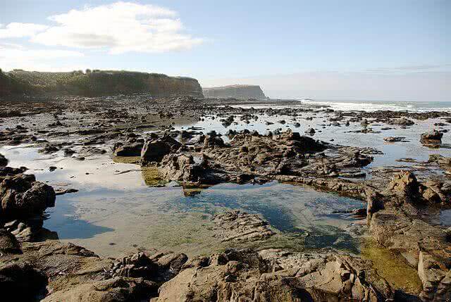 The petrified forest at Curio Bay