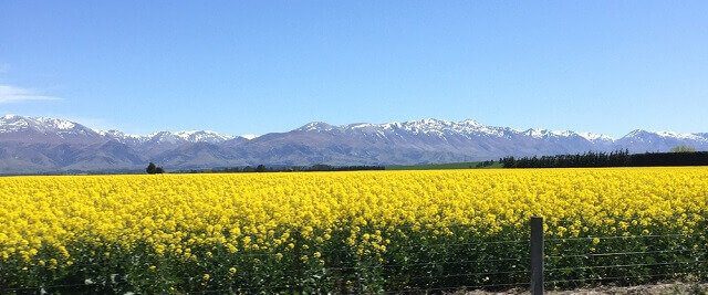 Spring flowers in New Zealand