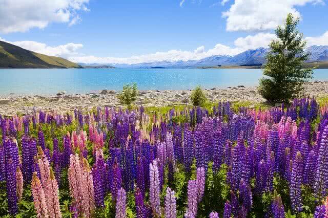 The lupins in full glory around Lake Tekapo