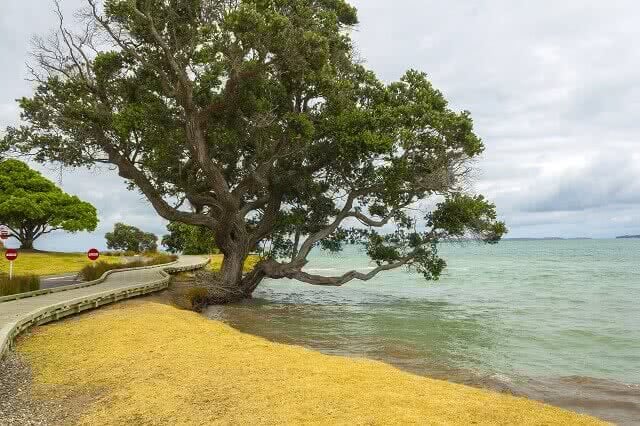 Omana Beach is a great place to head to spot the beautiful Pohutukawa Trees, especially around Xmas