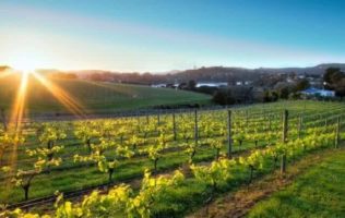 Exploring the vines on Waiheke Island