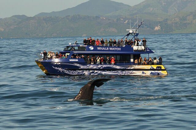 Whale Watch Kaikoura