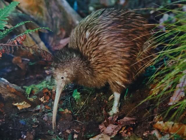 Kiwi Bird New Zealand