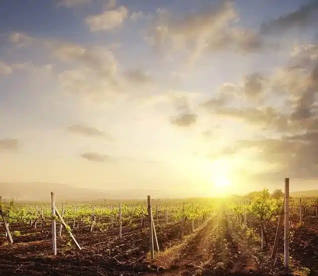 Marlborough Vineyard