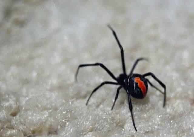 Australian red back spider