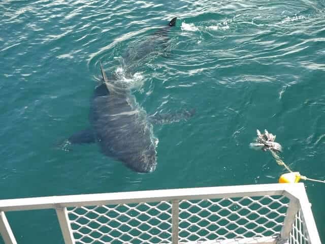 Getting up close and personal with a great white shark in New Zealand