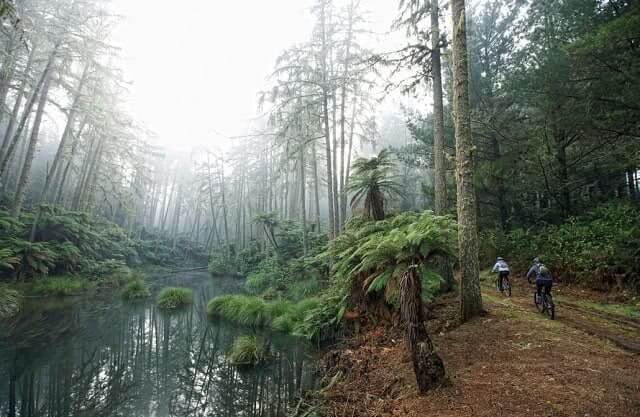 The Redwoods