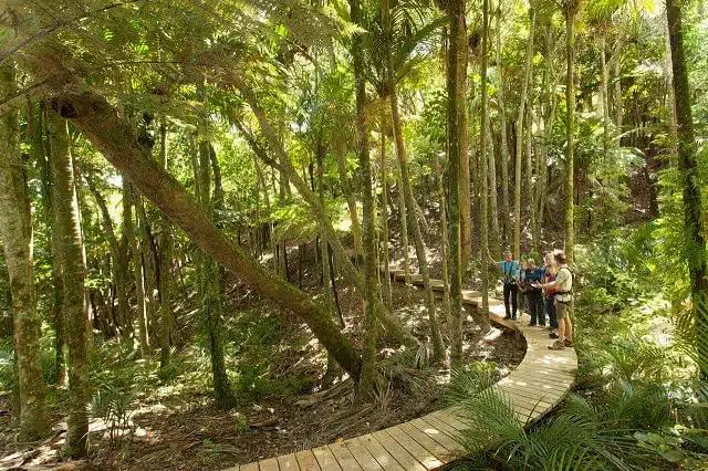 EcoZip Waiheke - woodland guided tour