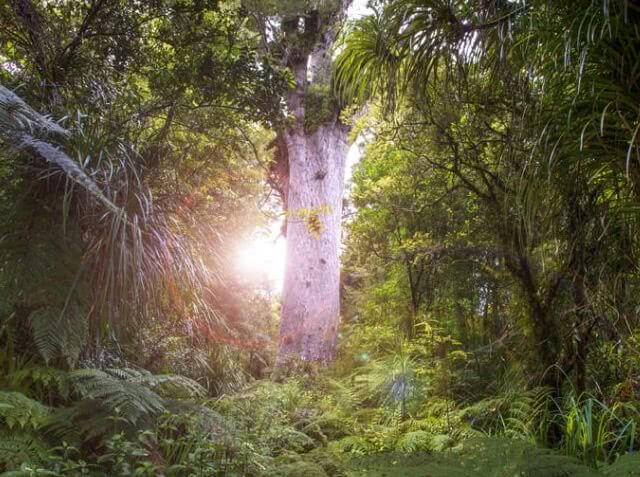 Footprints Waipoua Tane Mahuta Kauri Tree