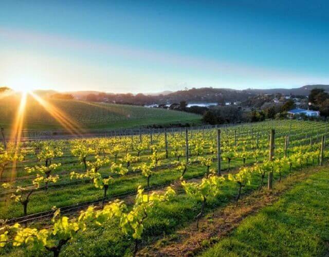 Waiheke Vineyard