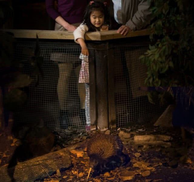 Kiwi sanctuary at Willowbank Wildlife Reserve