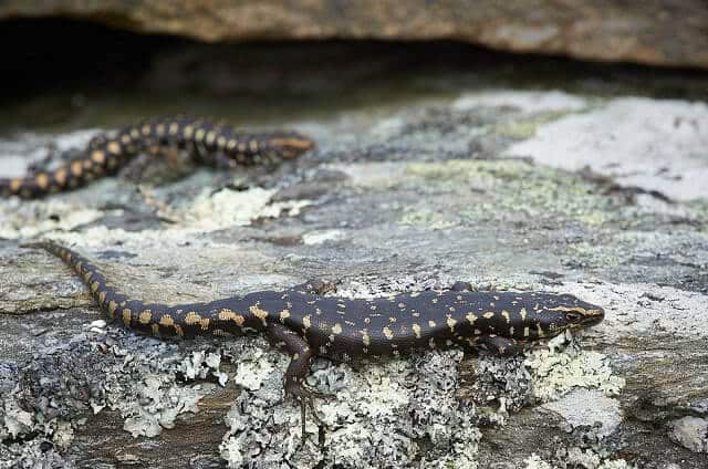 Orokonui Ecosanctuary Skinks