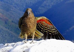 A Kea in the snow