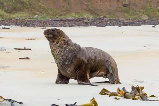 A New Zealand Sea Lion on a beach