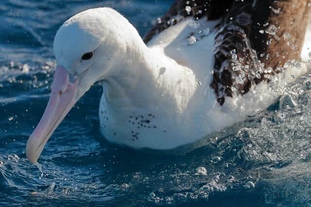 A Royal Albatross swimming in the water