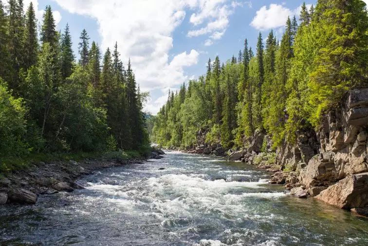 A flowing river between tall trees