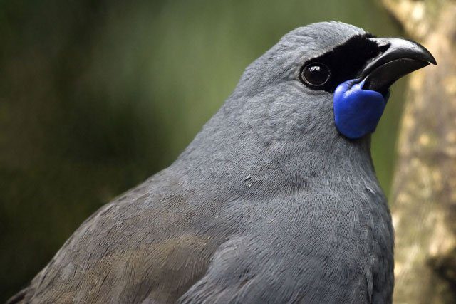 The Kokako Bird