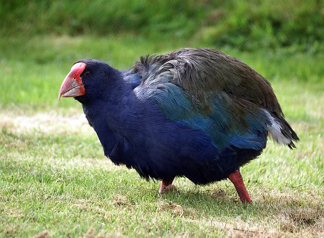 Takahe at Te Anau Bird Sanctuary