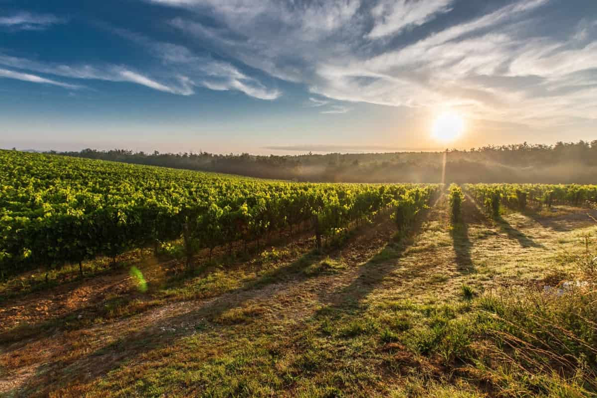 Kumeu Vineyards