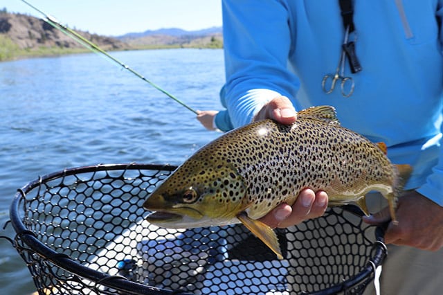 A man lifting a trout from a fishing net next to the lake