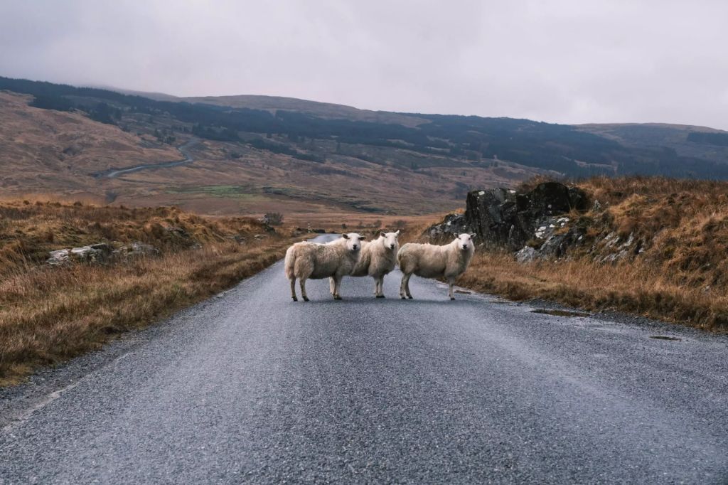 sheep on road