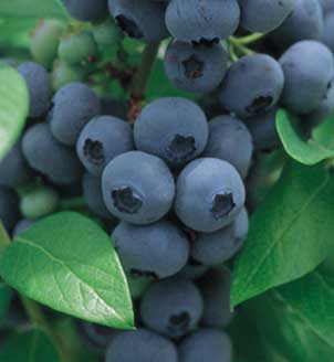 Image of blueberries